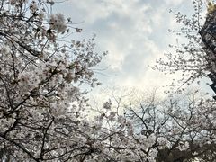 -红梅公园