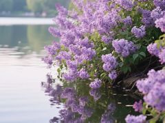 -丁香湖公园