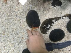 -瑞普利水族馆