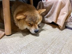 -逗柴咖啡屋·狗咖猫咖宠物桌游