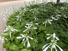 -大望京公园