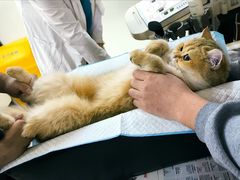 -艾贝尔宠物诊疗