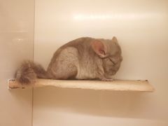 -龙猫仔乐园(惠福东路店)