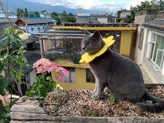 -喵屿·大理花园猫咖