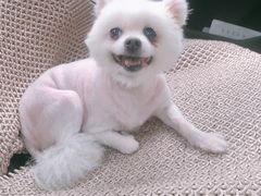 -宠爱国际动物医院· 猫科· 外科·中兽医(长白店)