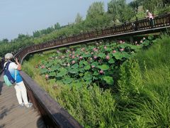 -羊亭河湿地公园