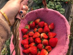 -喜杨洋草莓采摘园