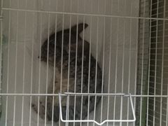 -瑞派·关忠动物医院·异宠专科·犬猫肿瘤·皮肤专科(望京店)