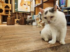 -more than meow吴止猫主题餐厅(承德 中船汇店)