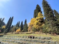 -新疆那拉提国家旅游度假区