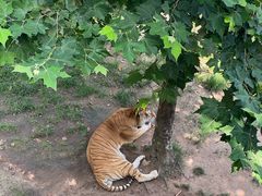 -西霞口神雕山野生动物世界