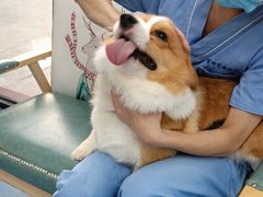 -博特宠物医院24h犬猫全科.骨科·异宠