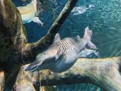-上海海洋水族馆