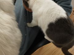 -松果猫咖(桐乡吾悦金街店)