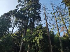 -东天目山风景区