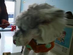 -纳吉亚猫专科动物诊疗中心(蒋宅口分院)