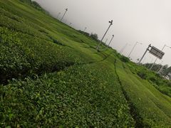 -雪绿茶博物馆