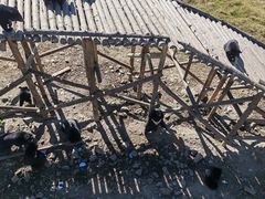 -黑瞎子岛探秘野熊园