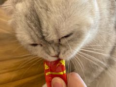 -飞行喵MR PILOT|猫舍·猫咖(静安大融城店)
