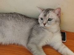 -lincat·猫舍(广州店)