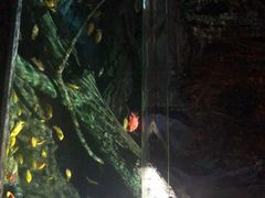-暹罗海洋世界