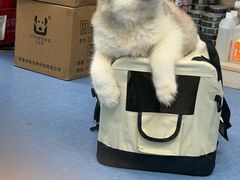 -博特宠物医院24h犬猫全科.骨科·异宠