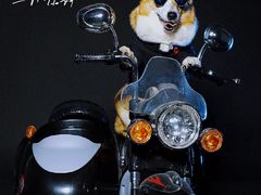 -超宠爱宠物摄影-Super pet