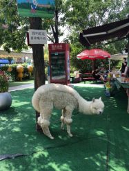 -萌宠亲子动物乐园(槐房万达店)