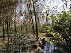 -合肥滨湖国家森林公园