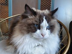 -喵屿·大理花园猫咖