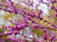 -南汇桃花村