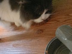 -李小姐の猫咖啡馆(五角场店)