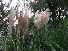 -昆山城市生态森林公园