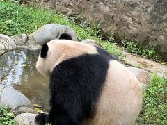 -都江堰中华大熊猫苑