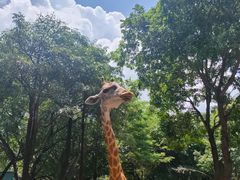 -深圳野生动物园