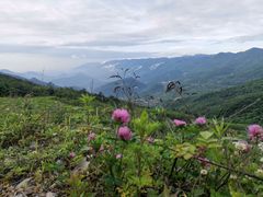 -武陵山森林公园