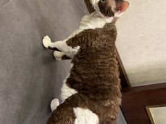 -宠爱国际动物医院·消化内科·心肾内科·ISFM猫友好(望京店)