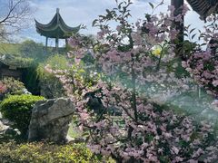-芥子园