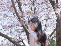 -高东镇樱花园