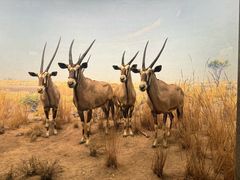 -美国自然历史博物馆