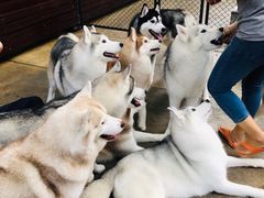 -TrueLove @ Neverland (Husky Cafe)