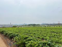 -中华茉莉园
