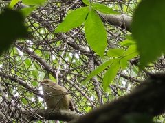 -盘龙城国家考古遗址公园