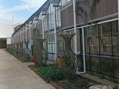 -海上花岛玫瑰园采摘