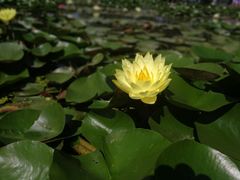 -白洋淀景区