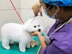 -北京观赏动物医院·24小时大型综合·猫专科·异宠专科