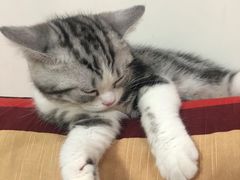 -欣宠猫屋·矮脚拿破仑·蓝金金渐层