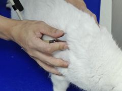 -博特宠物医院24h犬猫全科.骨科·异宠