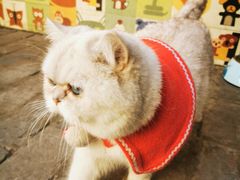 -喵屿·大理花园猫咖