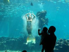 -海棠湾洲际-涛·海底餐厅·美人鱼·自助餐·海底隧道
